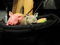 Musikschweine